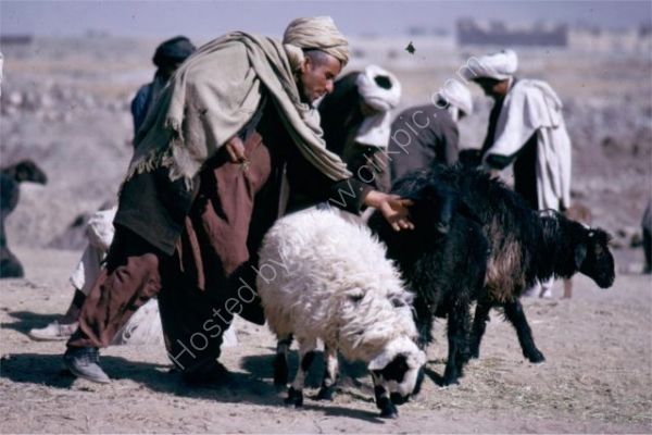Sheep Farmers, Camel Market, Kabul